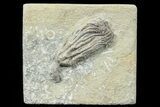 Hylodecrinus Crinoid Fossil - Crawfordsville #78292-1